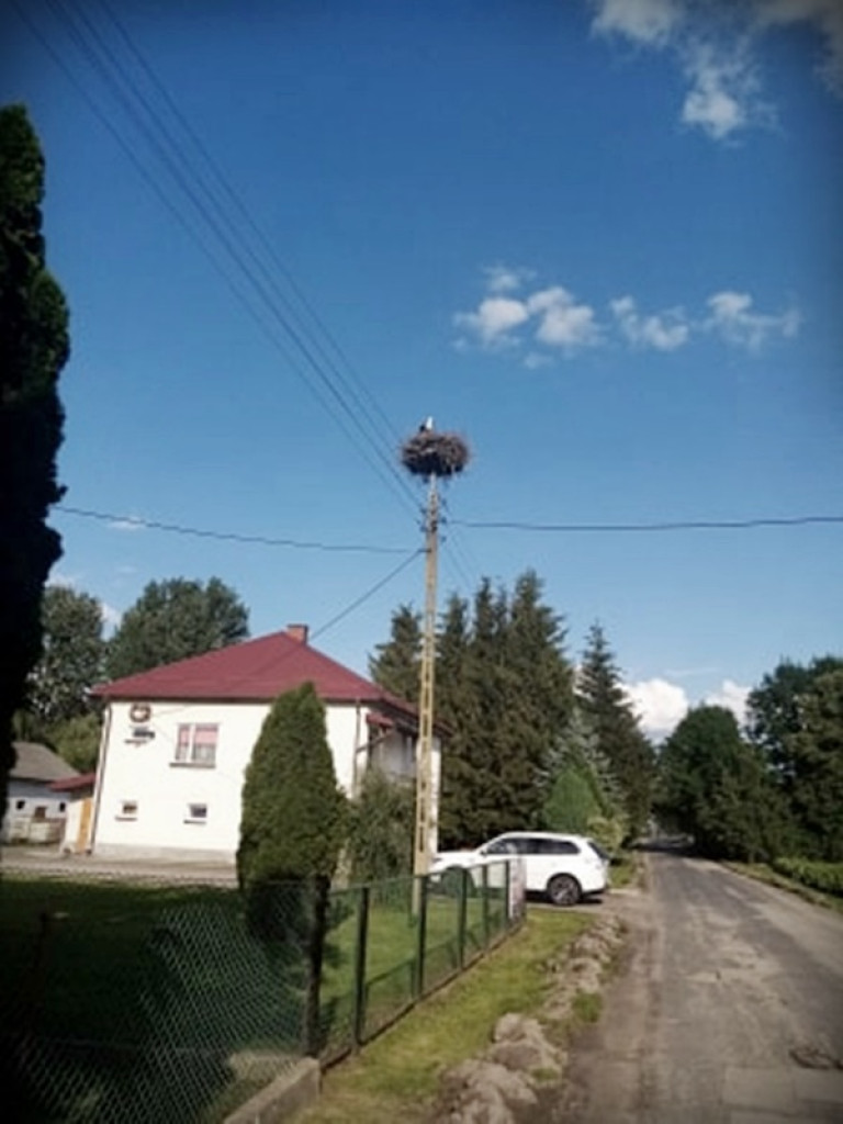 Śladem bocianich gniazd w Gminie Werbkowice