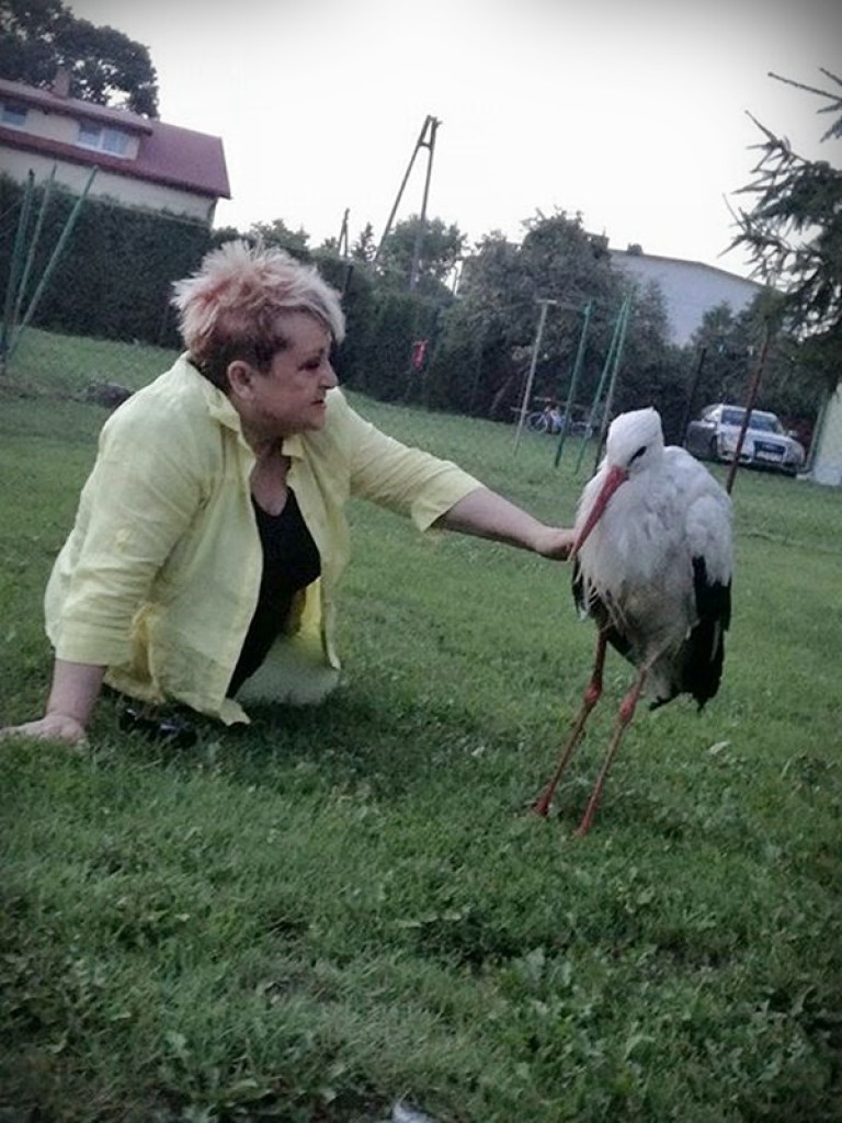 Śladem bocianich gniazd w Gminie Werbkowice