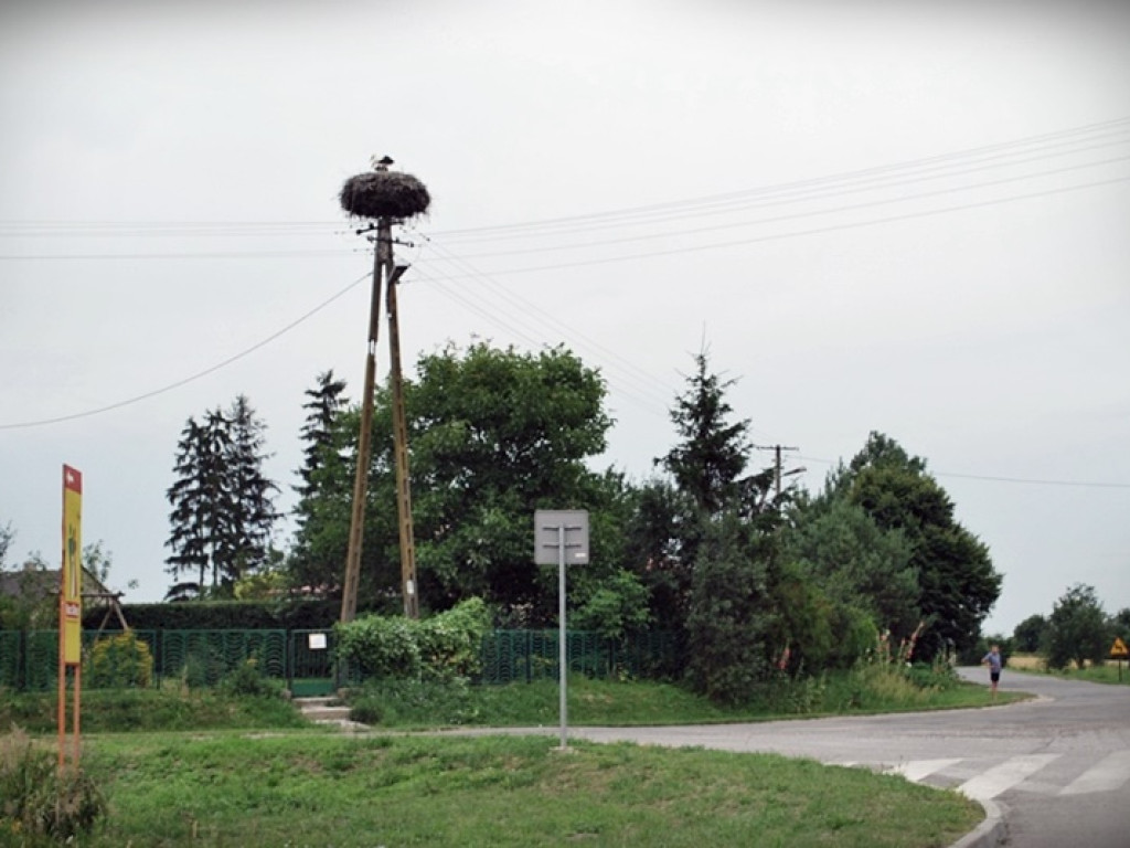 Śladem bocianich gniazd w Gminie Werbkowice