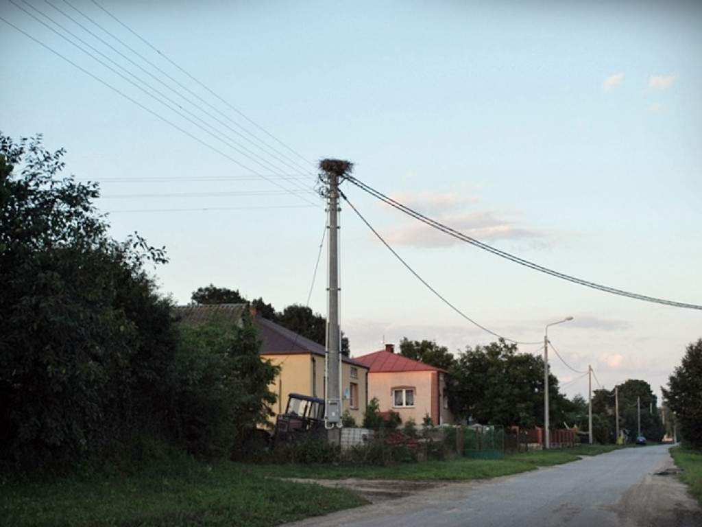 Śladem bocianich gniazd w Gminie Werbkowice
