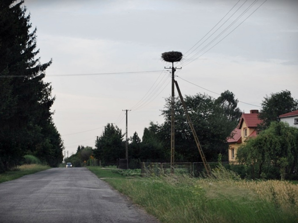 Śladem bocianich gniazd w Gminie Werbkowice