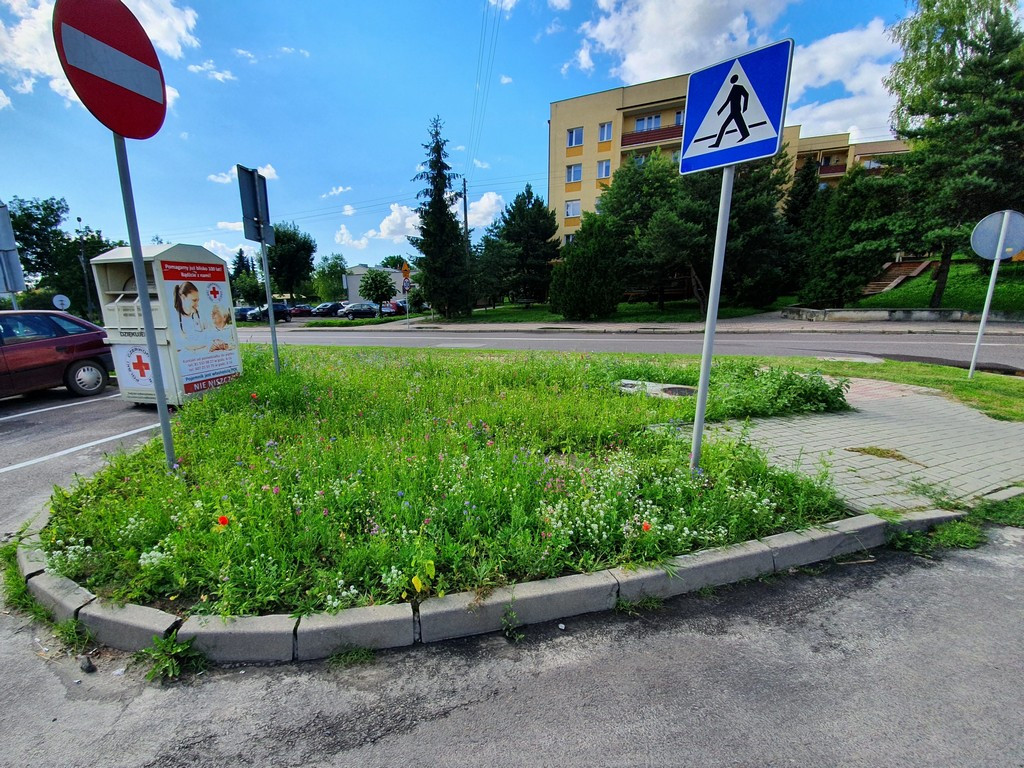 Pierwsza w Hrubieszowie łąka kwietna