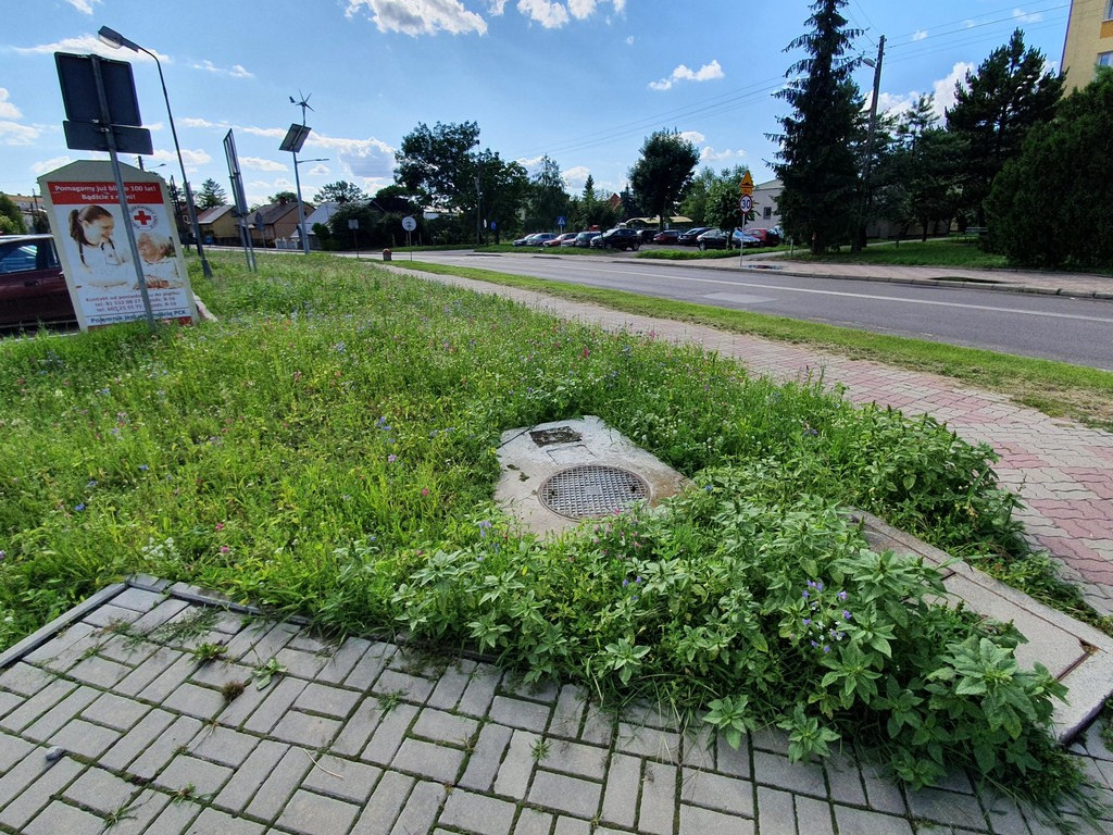 Pierwsza w Hrubieszowie łąka kwietna
