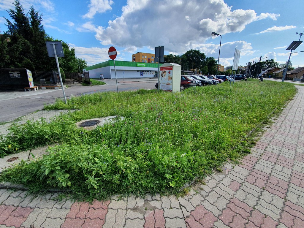 Pierwsza w Hrubieszowie łąka kwietna