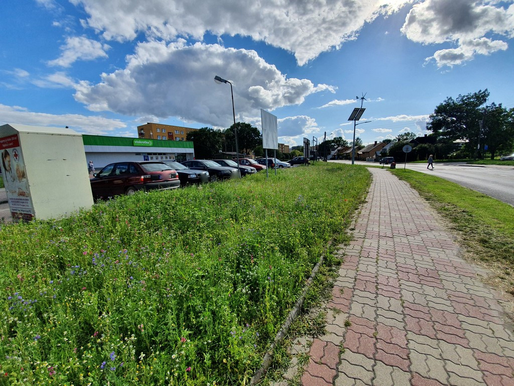 Pierwsza w Hrubieszowie łąka kwietna