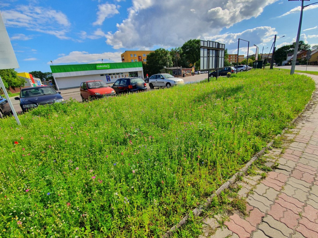 Pierwsza w Hrubieszowie łąka kwietna