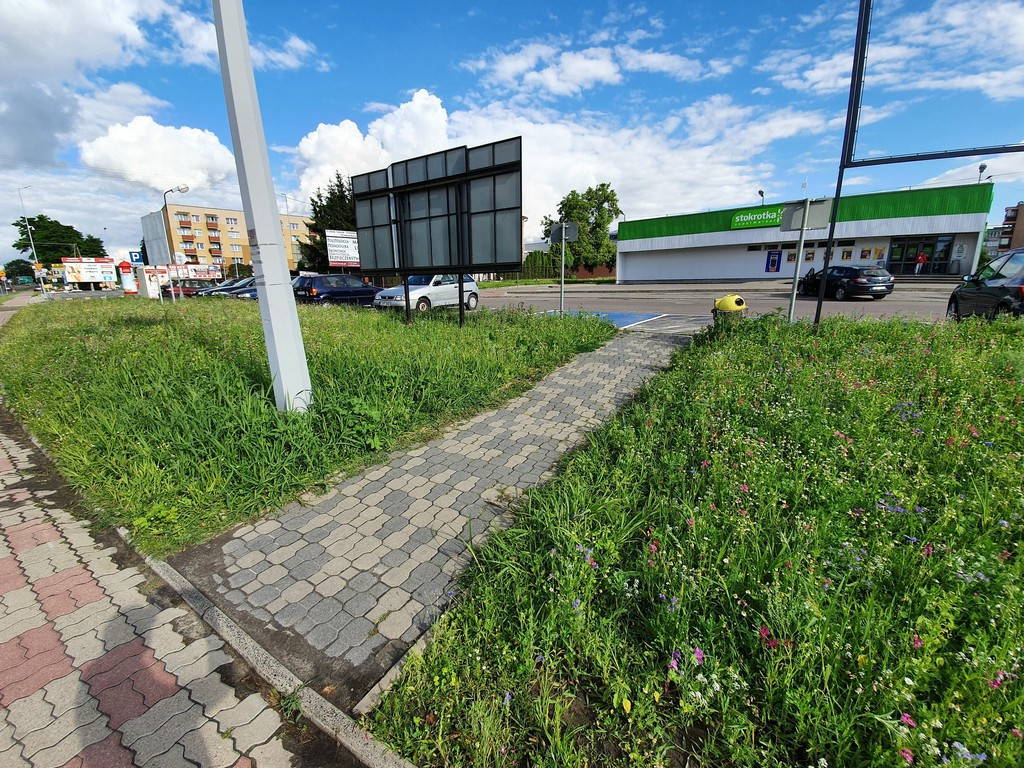 Pierwsza w Hrubieszowie łąka kwietna
