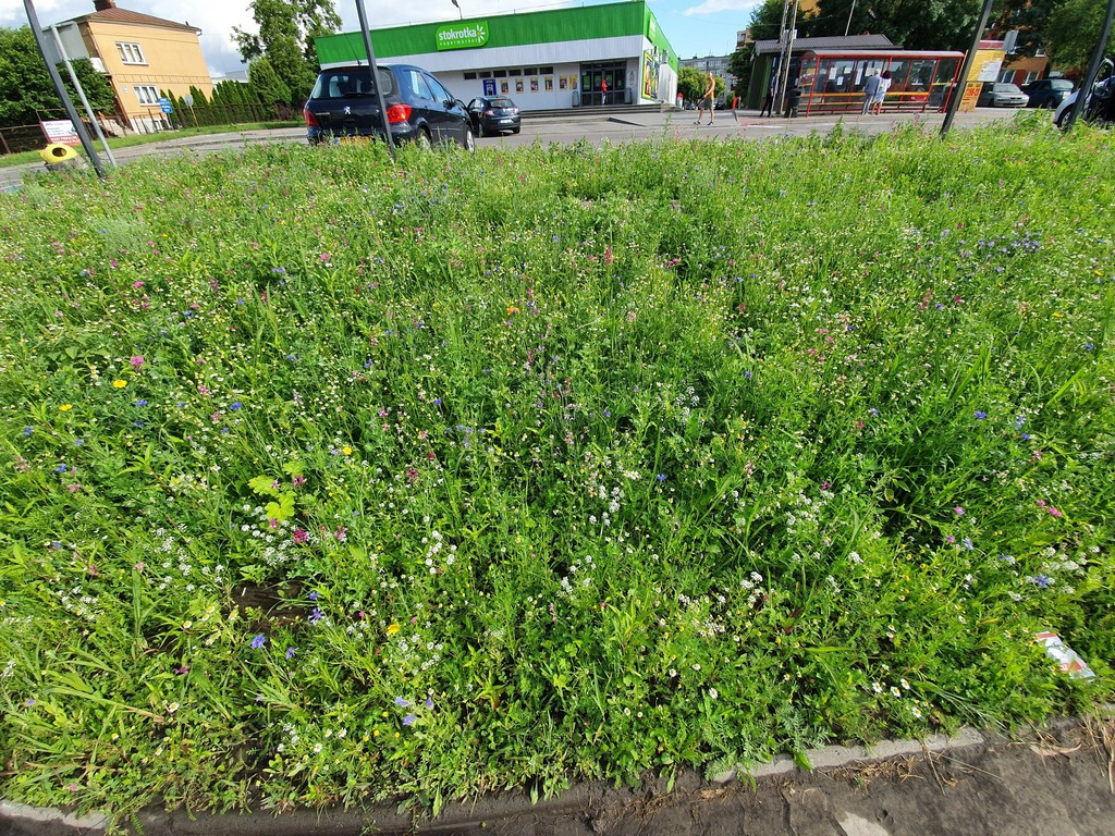 Pierwsza w Hrubieszowie łąka kwietna