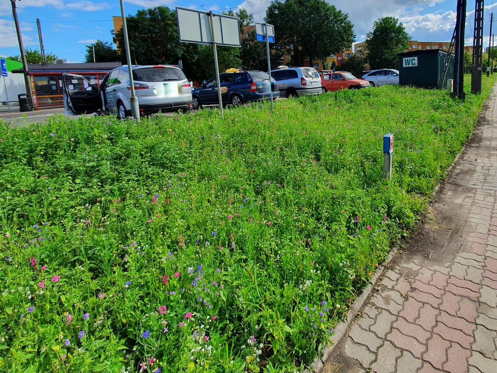Pierwsza w Hrubieszowie łąka kwietna