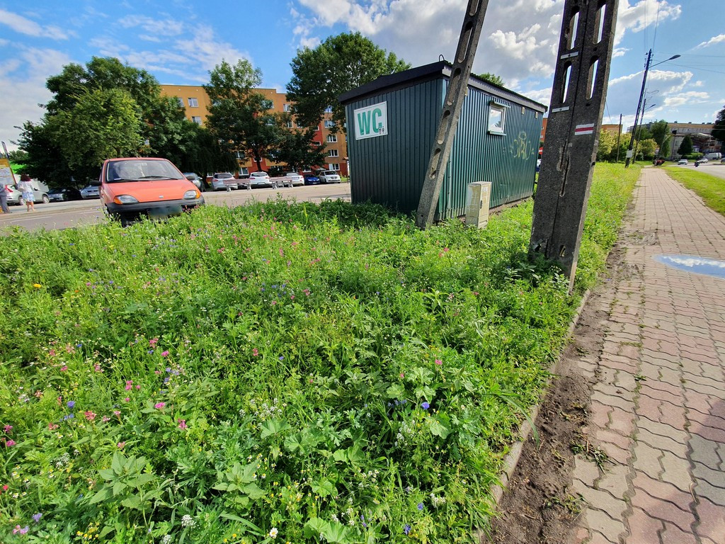 Pierwsza w Hrubieszowie łąka kwietna