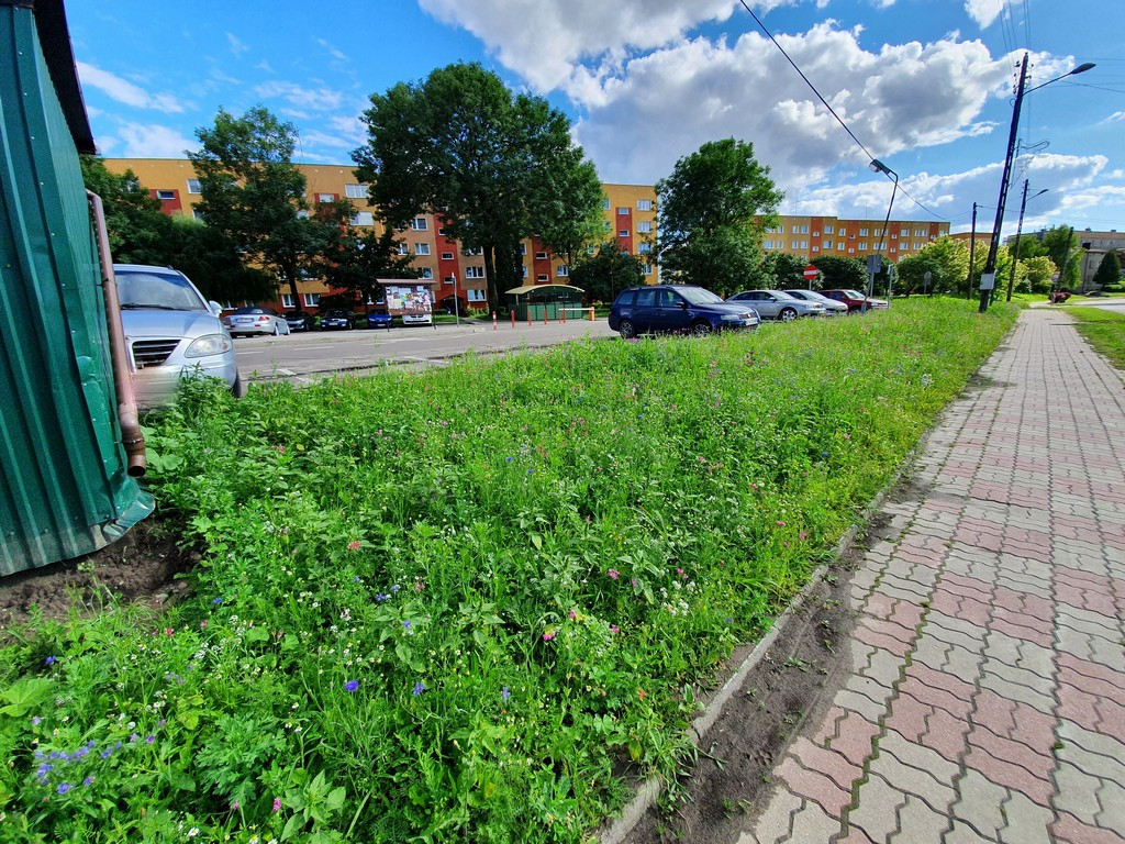 Pierwsza w Hrubieszowie łąka kwietna