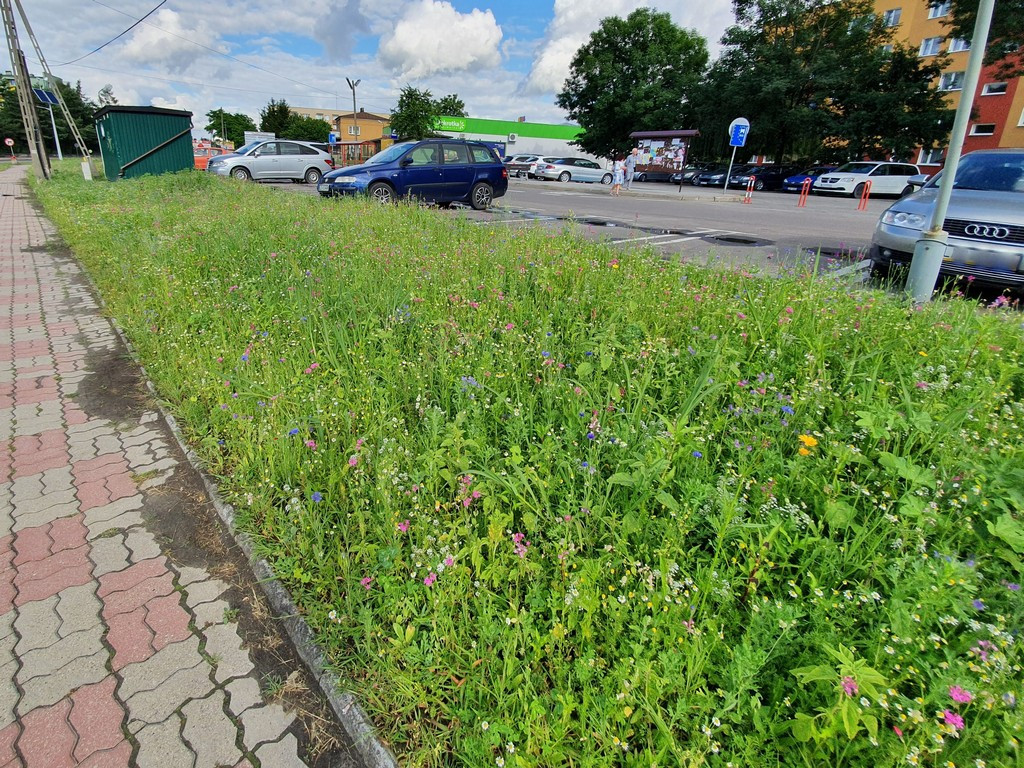 Pierwsza w Hrubieszowie łąka kwietna