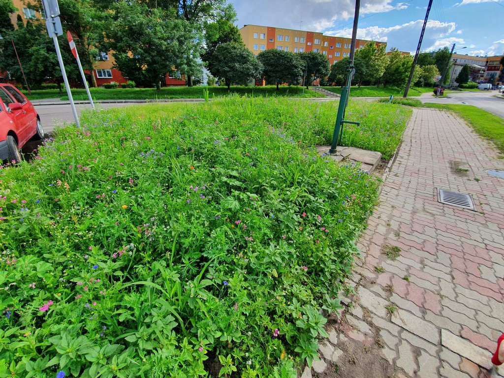 Pierwsza w Hrubieszowie łąka kwietna