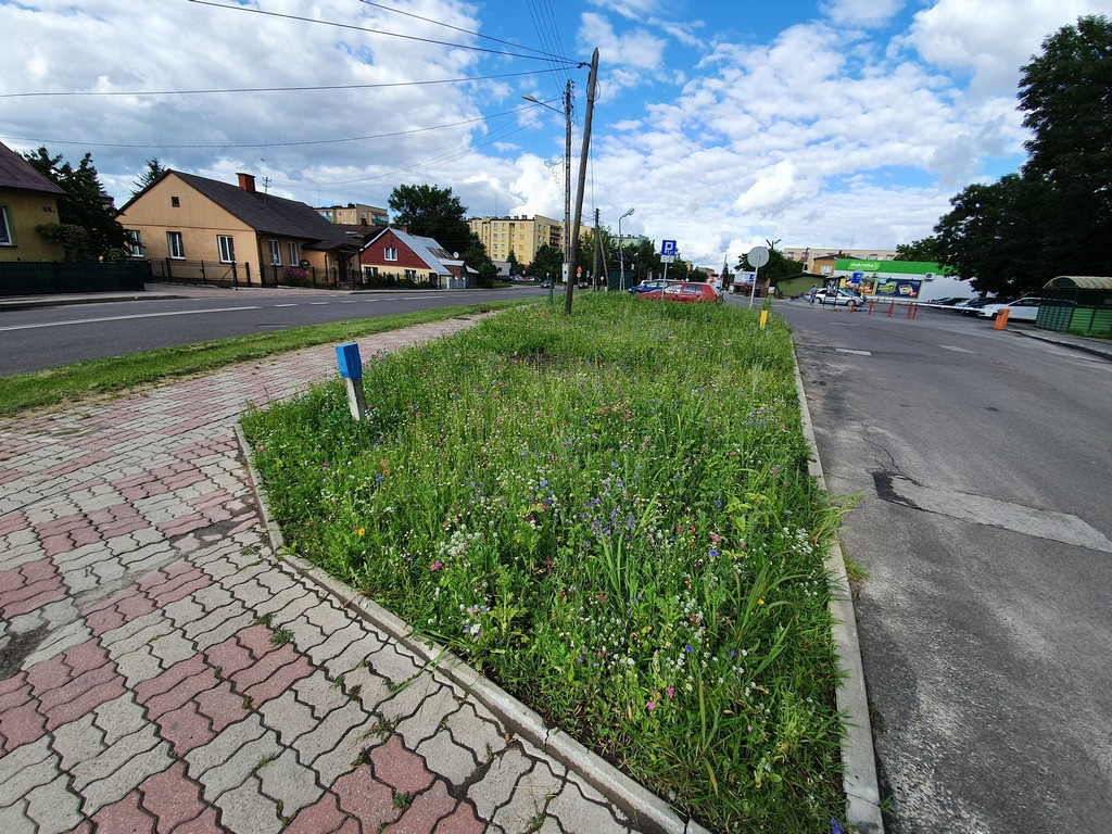 Pierwsza w Hrubieszowie łąka kwietna