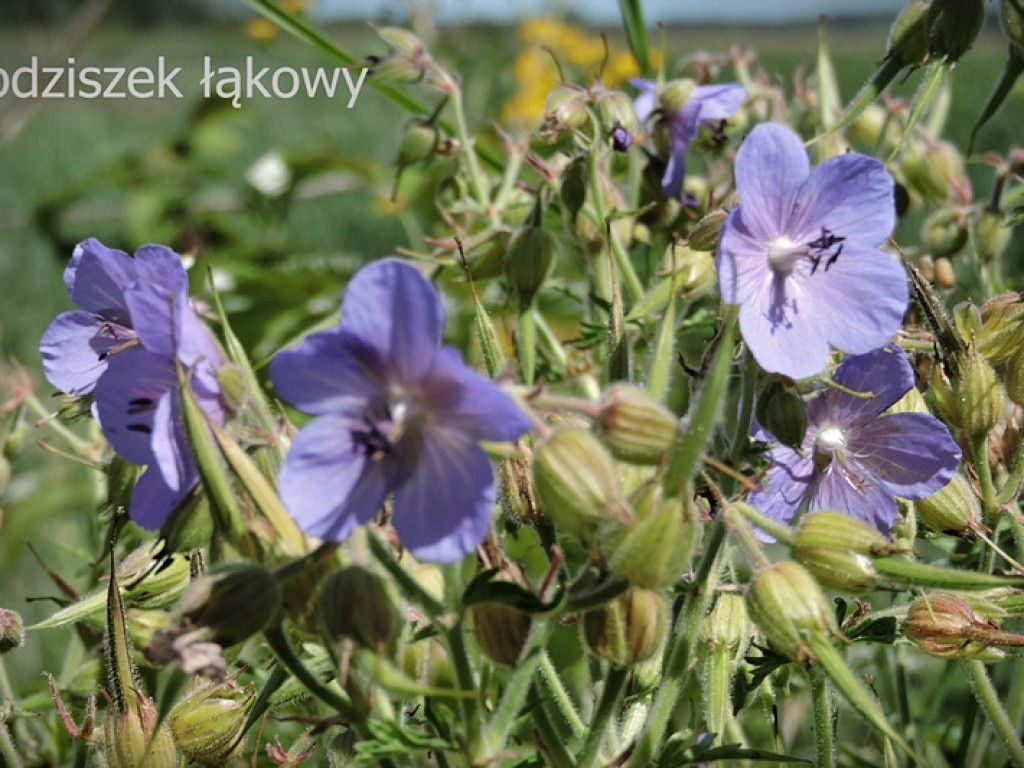 Królestwo flory i fauny za Cukrownią Werbkowice