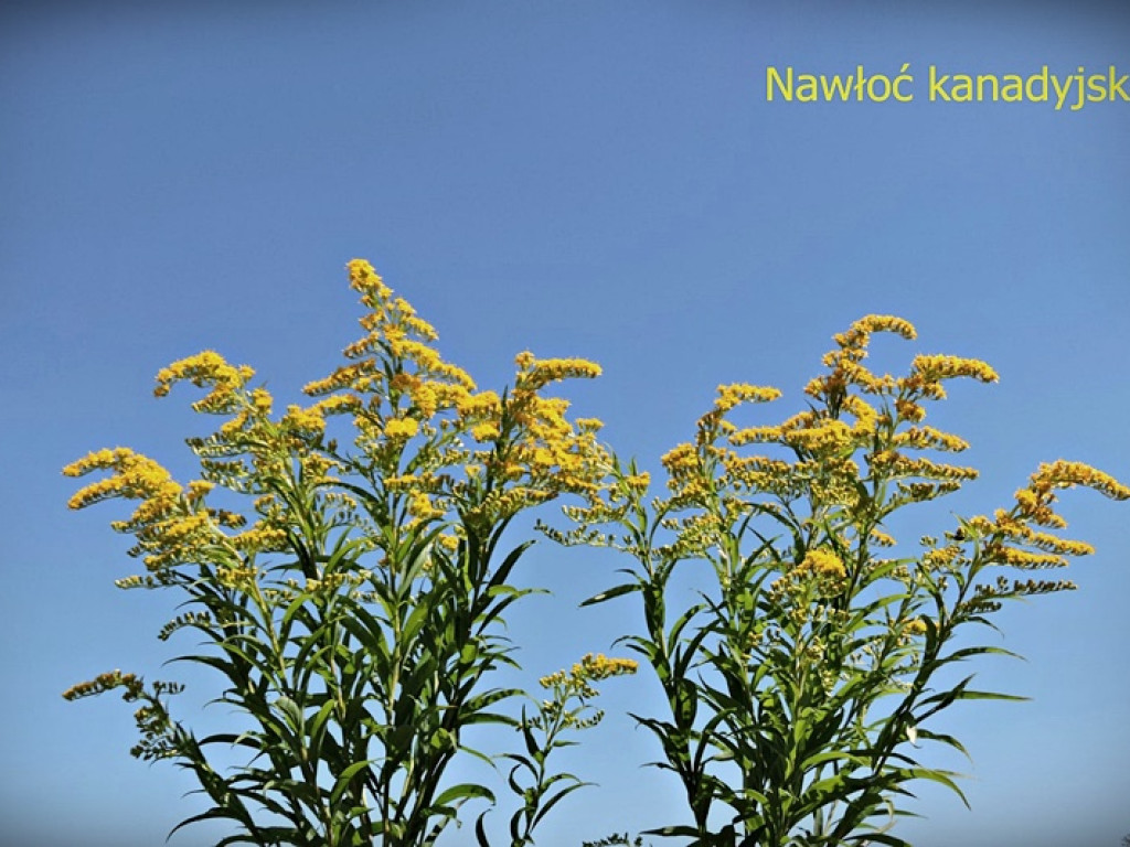 Królestwo flory i fauny za Cukrownią Werbkowice