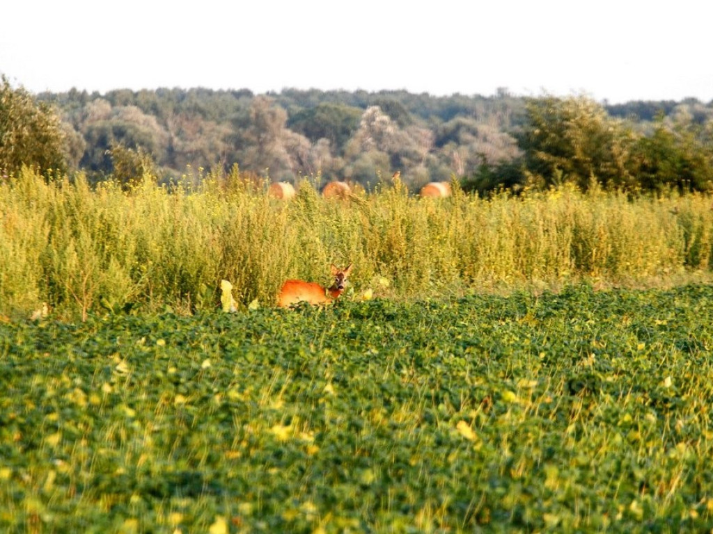 Powiat hrubieszowski. Nie tylko susły i żołny