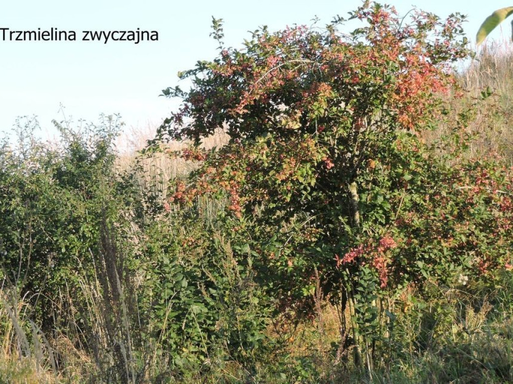 Pierwszy dzień jesieni za Cukrownią Werbkowice - ZDJĘCIA, WIDEO