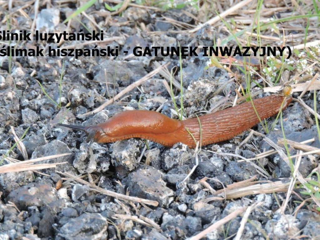 Pierwszy dzień jesieni za Cukrownią Werbkowice - ZDJĘCIA, WIDEO