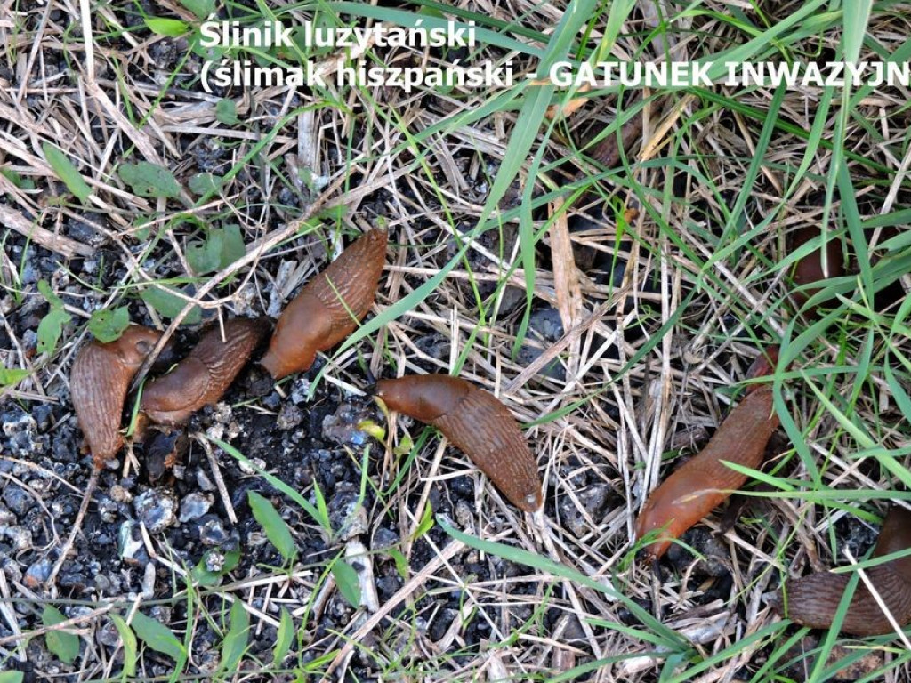 Pierwszy dzień jesieni za Cukrownią Werbkowice - ZDJĘCIA, WIDEO