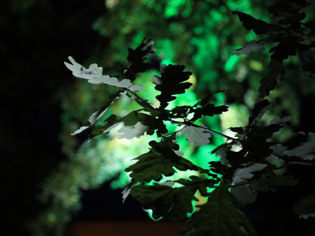 Pokaz iluminacji hrubieszowskiego parku - ZDJĘCIA
