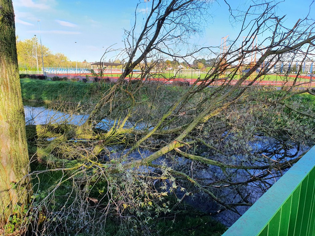 Hrubieszów: Przewrócone stare drzewo - ZDJĘCIA