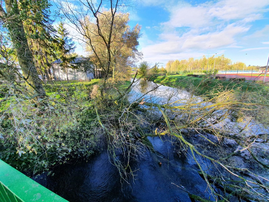 Hrubieszów: Przewrócone stare drzewo - ZDJĘCIA