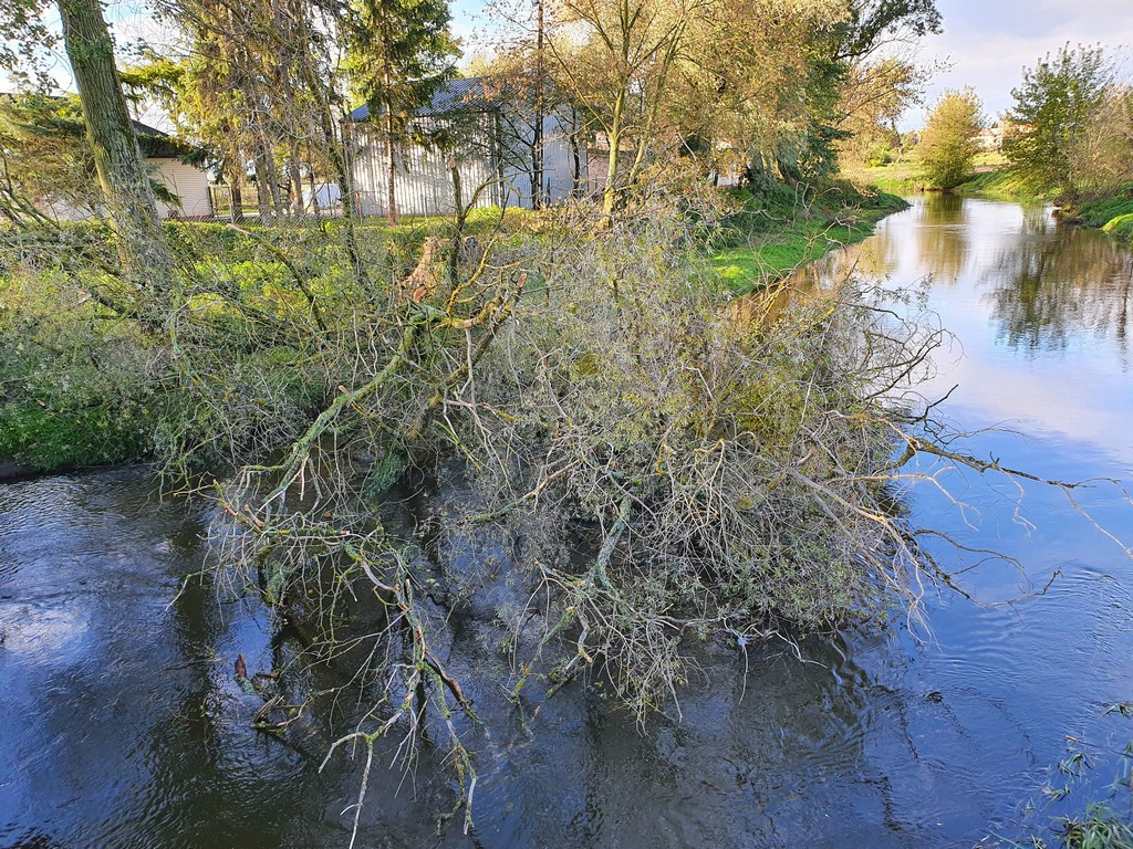 Hrubieszów: Przewrócone stare drzewo - ZDJĘCIA