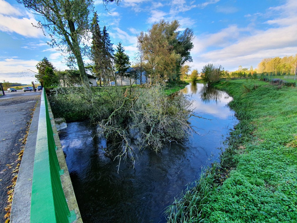Hrubieszów: Przewrócone stare drzewo - ZDJĘCIA