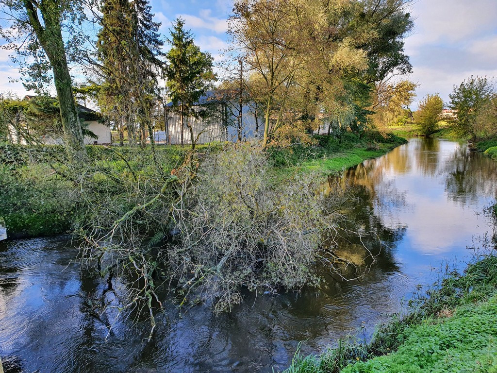 Hrubieszów: Przewrócone stare drzewo - ZDJĘCIA