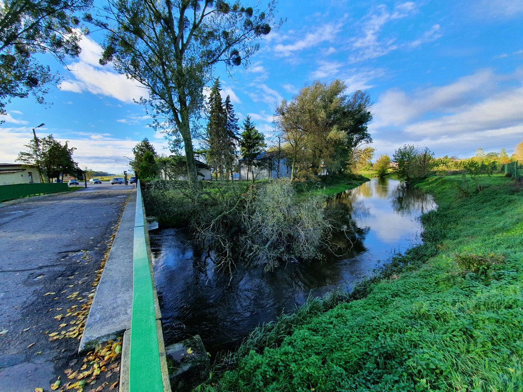 Hrubieszów: Przewrócone stare drzewo - ZDJĘCIA