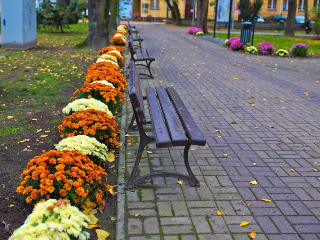 Hrubieszów: Kwiaty ozdobiły miasto