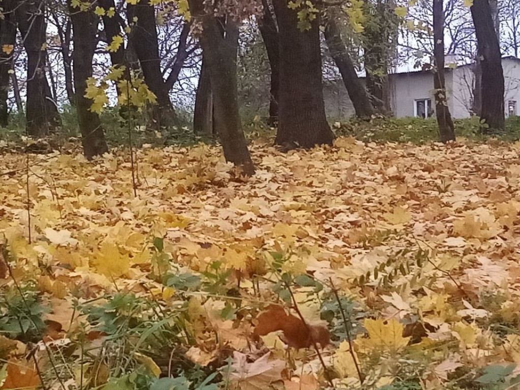 Listopadowy park i pałac w Werbkowicach - ZDJĘCIA, WIDEO