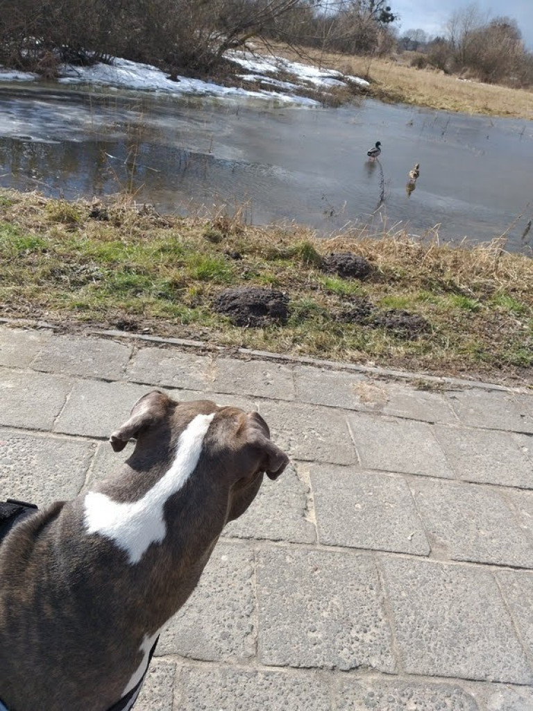 Pierwszy dzień wiosny w hrubieszowskiej Dwójce - ZDJĘCIA