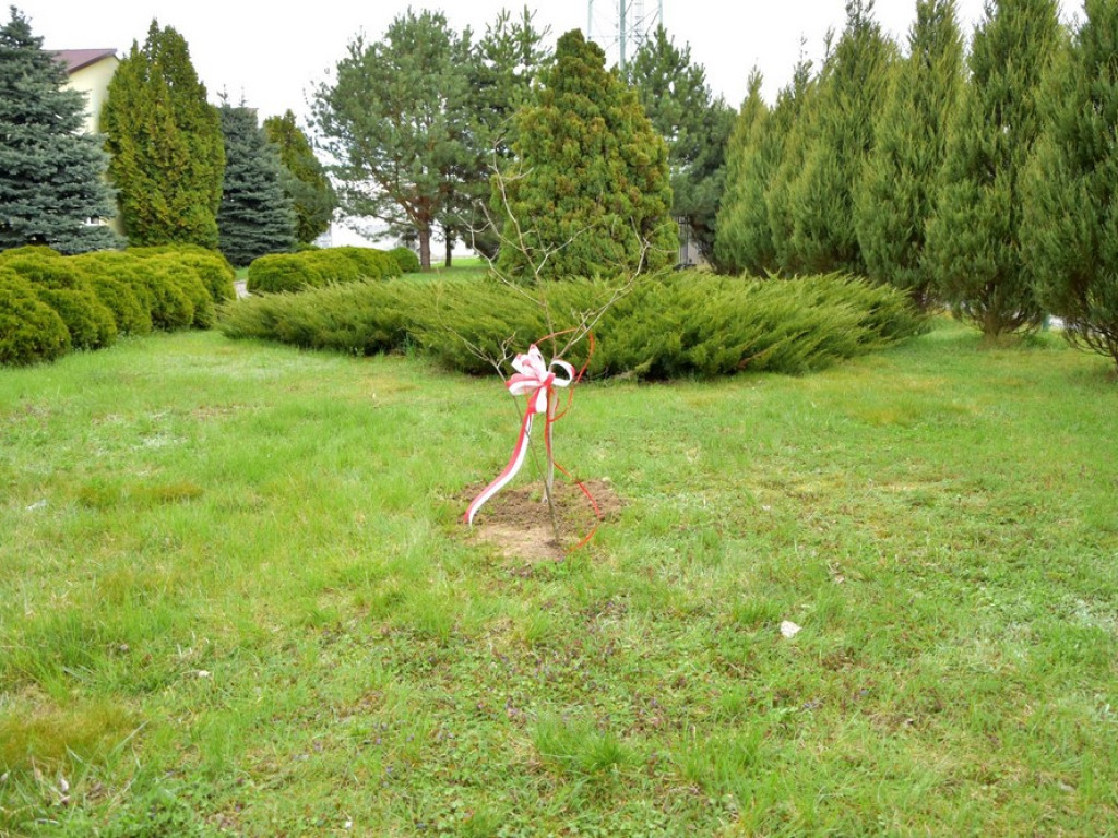 Hrubieszów: Zasadzili Dąb Śląski - ZDJĘCIA