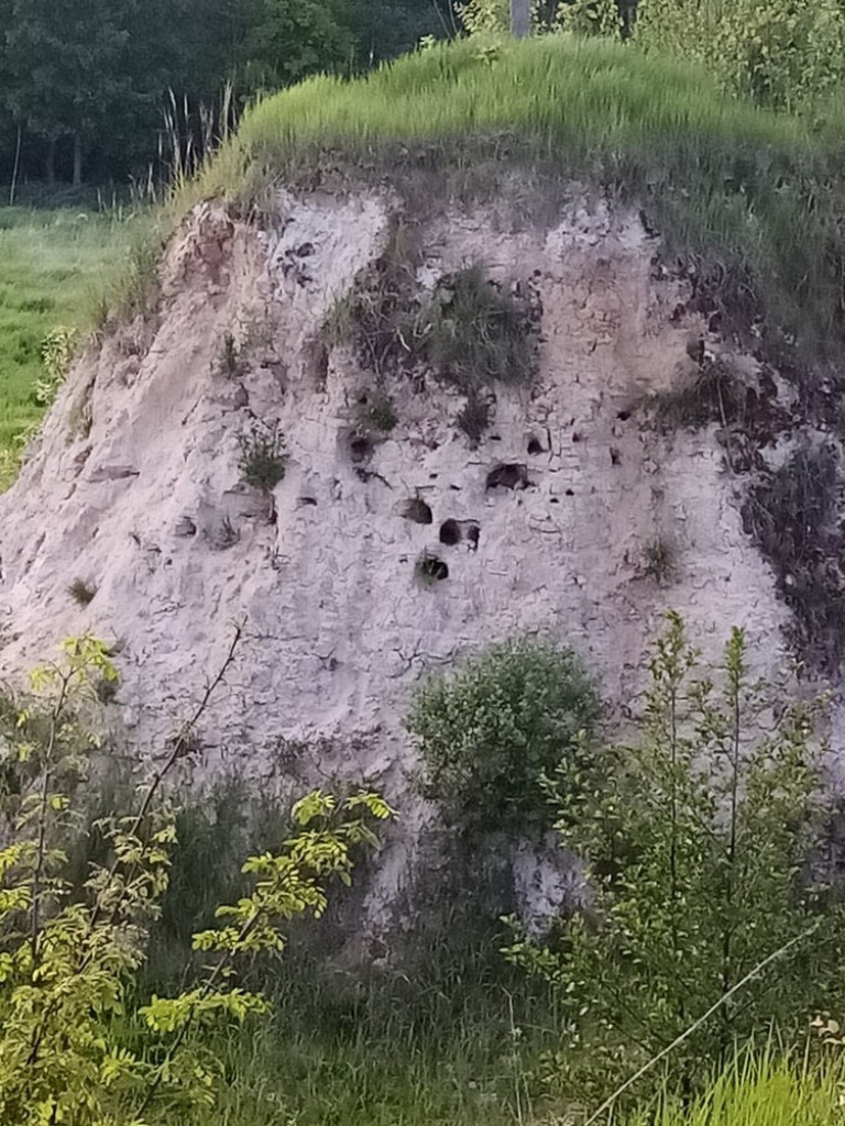 Gmina Werbkowice: W poszukiwaniu żołny, w Kolonii Podhorce - ZDJĘCIA, WIDEO