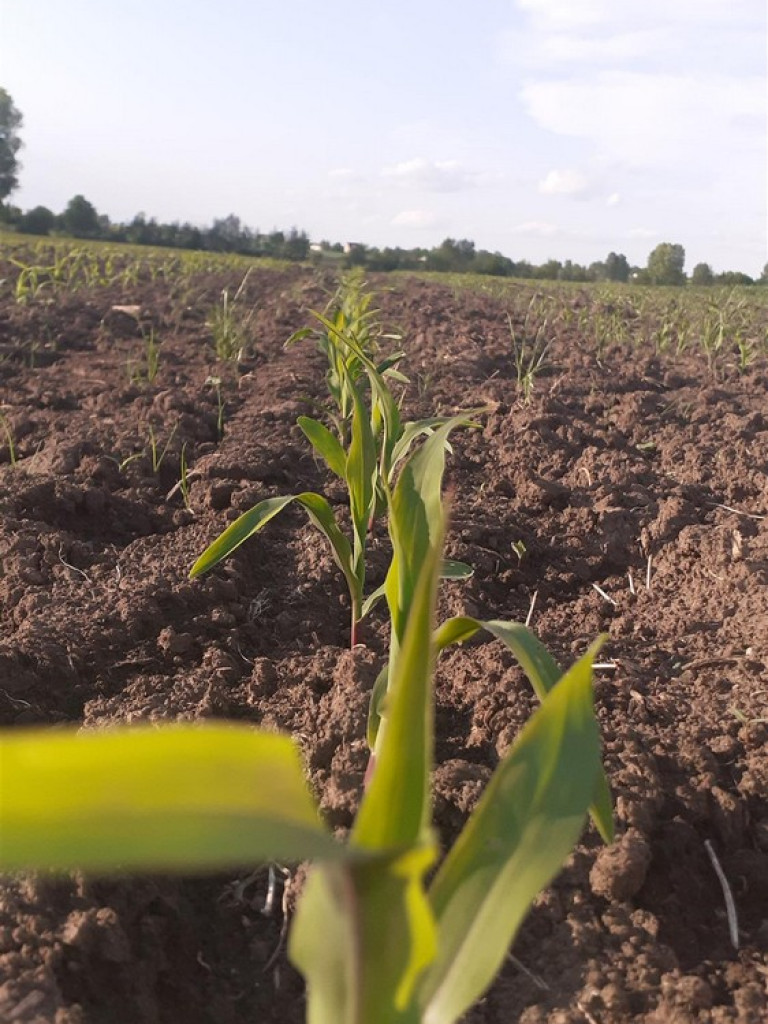 Hrubieszów: Uczniowie ZS nr 1 dostrzegli piękno świata - ZDJĘCIA