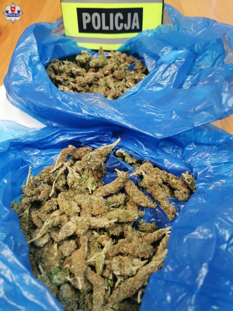 Funkcjonariusze SG z Chłopiatyna zlikwidowali nielegalną plantację marihuany - ZDJĘCIA, WIDEO