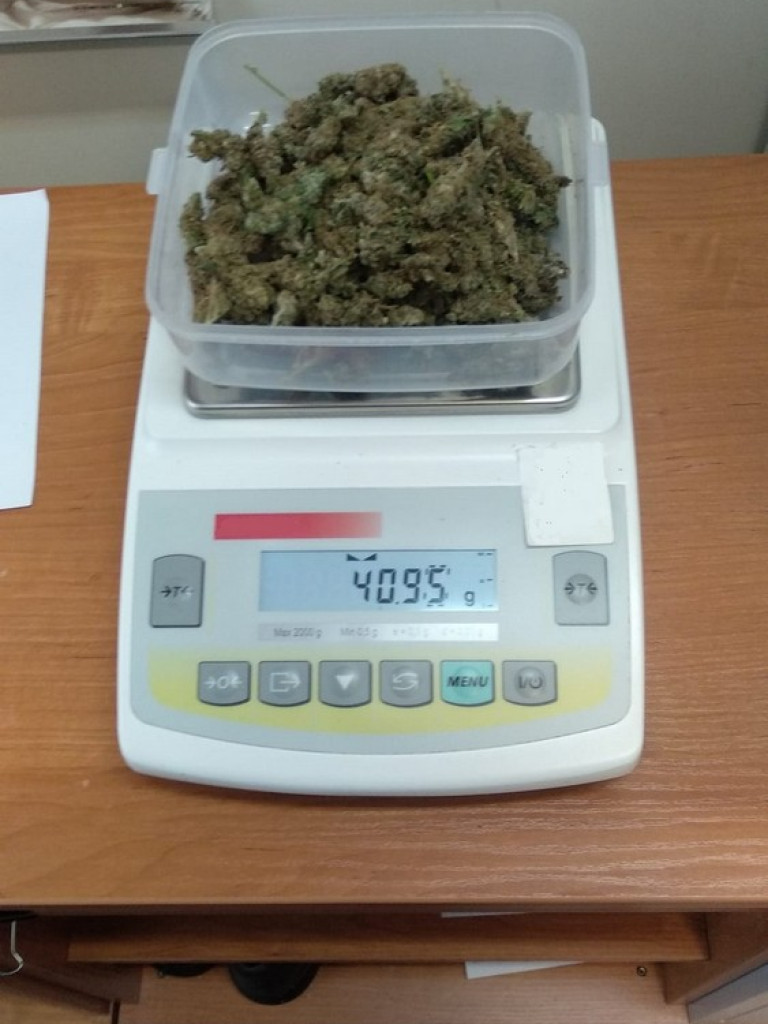 Funkcjonariusze SG z Chłopiatyna zlikwidowali nielegalną plantację marihuany - ZDJĘCIA, WIDEO
