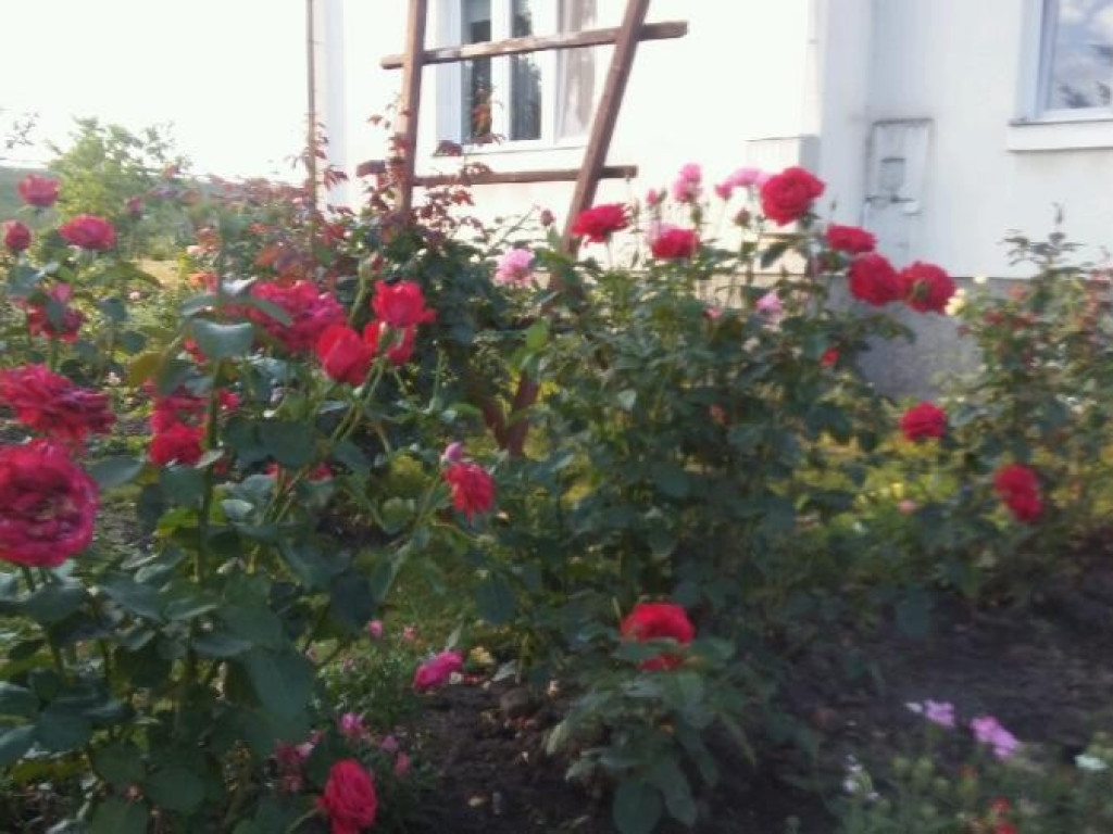 Hrubieszów: Wyniki konkursu na najpiękniejsze posesje i balkony - ZDJĘCIA