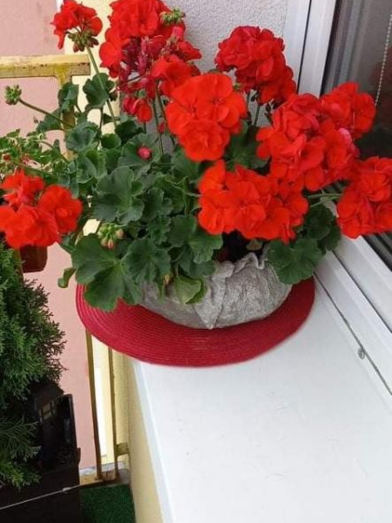 Hrubieszów: Wyniki konkursu na najpiękniejsze posesje i balkony - ZDJĘCIA