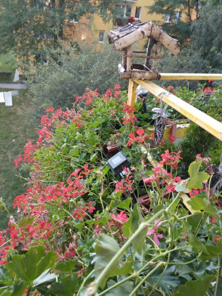 Hrubieszów: Wyniki konkursu na najpiękniejsze posesje i balkony - ZDJĘCIA
