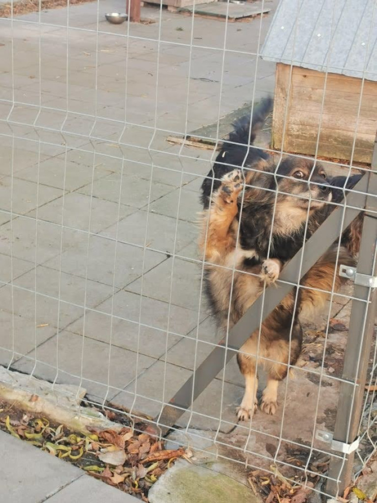 Pełna miska dla schroniska od hrubieszowskiej Dwójki (ZDJĘCIA)