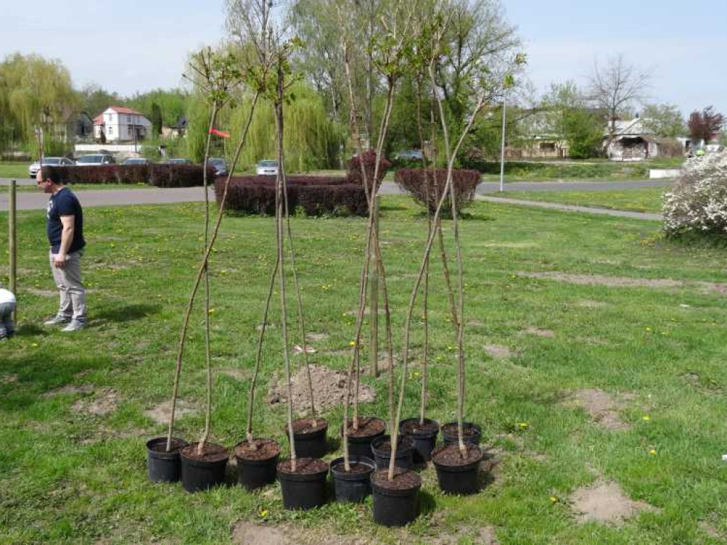 Wrastaj w Hrubieszów - rusza kolejna edycja akcji sadzenia drzewek dla dzieci (ZDJECIA)