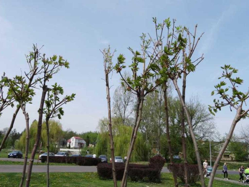 Wrastaj w Hrubieszów - rusza kolejna edycja akcji sadzenia drzewek dla dzieci (ZDJECIA)