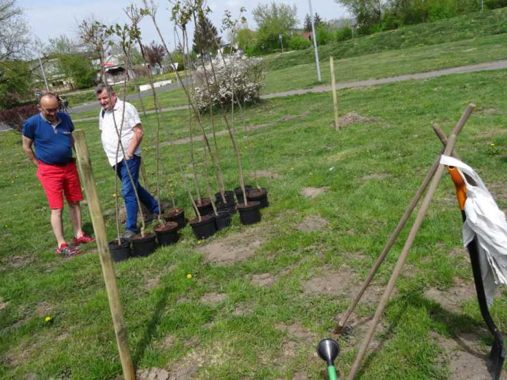 Wrastaj w Hrubieszów - rusza kolejna edycja akcji sadzenia drzewek dla dzieci (ZDJECIA)