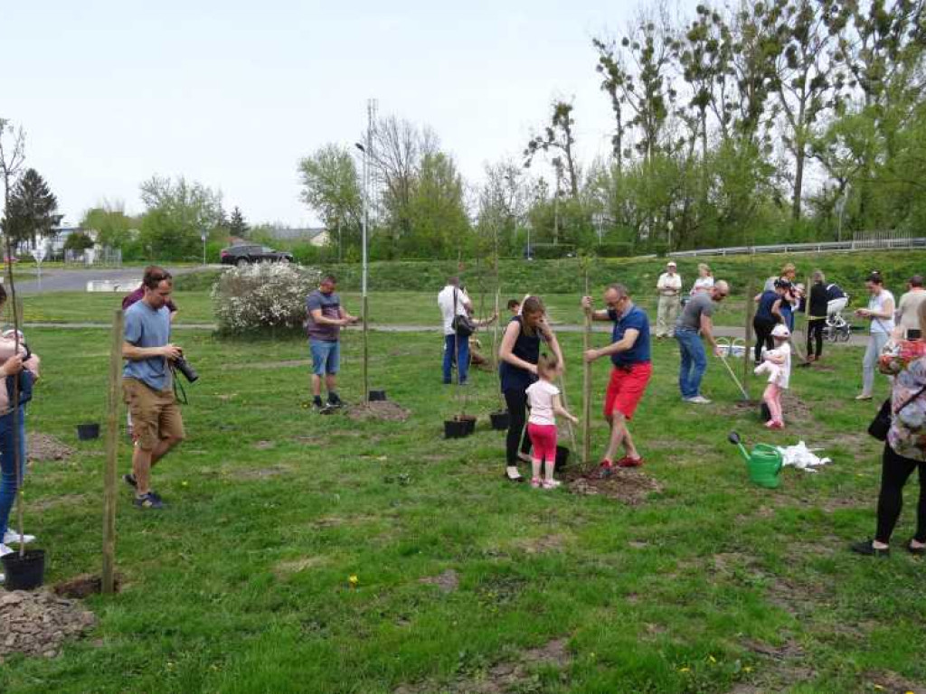 Wrastaj w Hrubieszów - rusza kolejna edycja akcji sadzenia drzewek dla dzieci (ZDJECIA)
