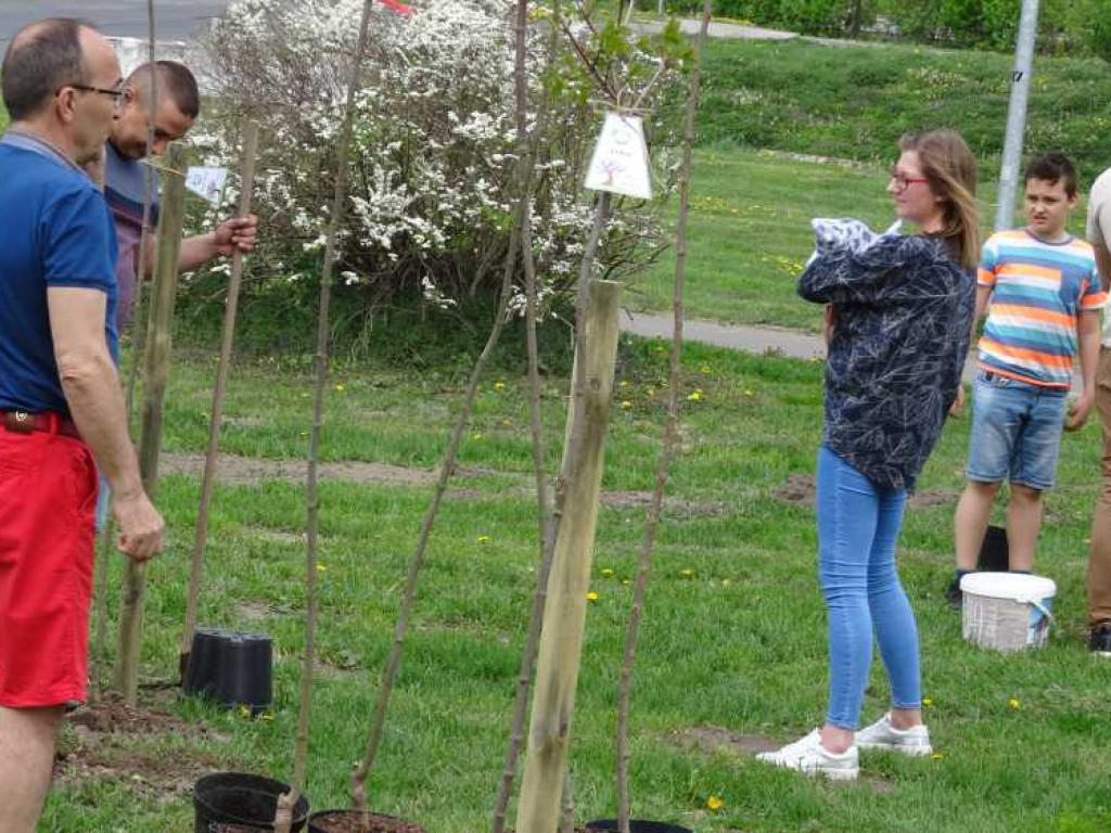 Wrastaj w Hrubieszów - rusza kolejna edycja akcji sadzenia drzewek dla dzieci (ZDJECIA)