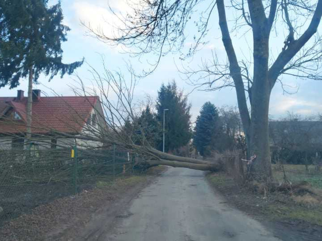Siny wiatr w powiecie hrubieszowskim. Strażacy interweniowali 19 razy (ZDJĘCIA)