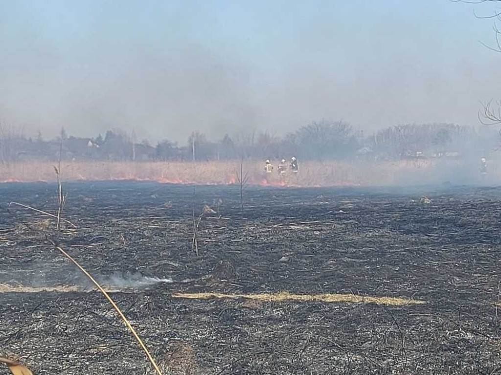 Hrubieszów: Pożar traw przy Kruczej gasiło 17 strażaków (ZDJĘCIA)